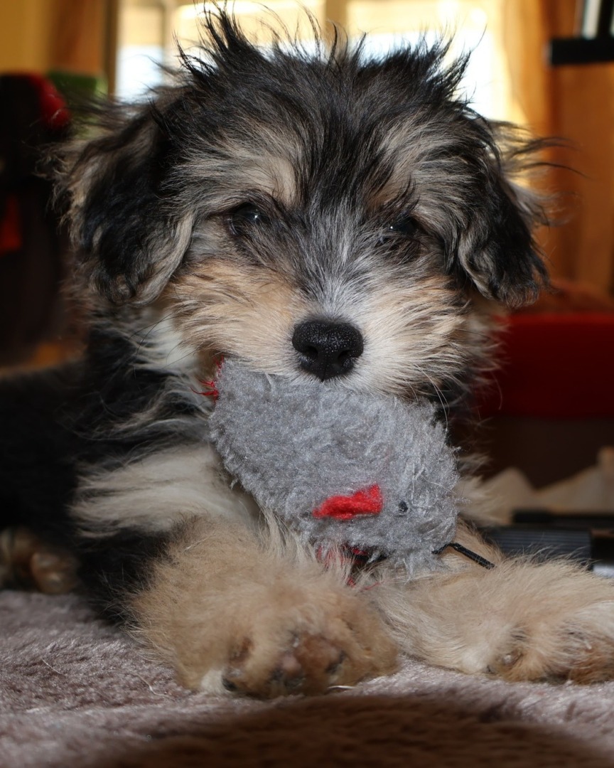 Cățelul Charlie de la ASPA