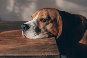 Cățel trist stând cu capul pe masă