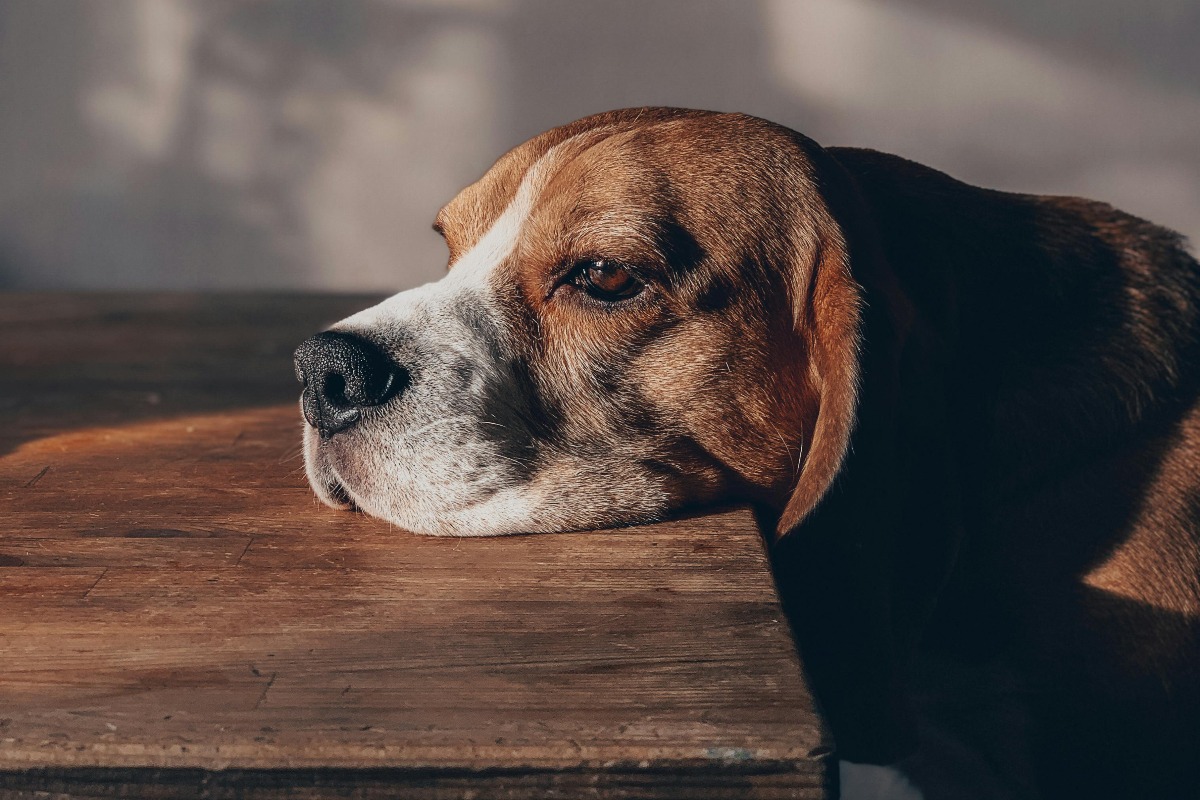 Cățel trist stând cu capul pe masă