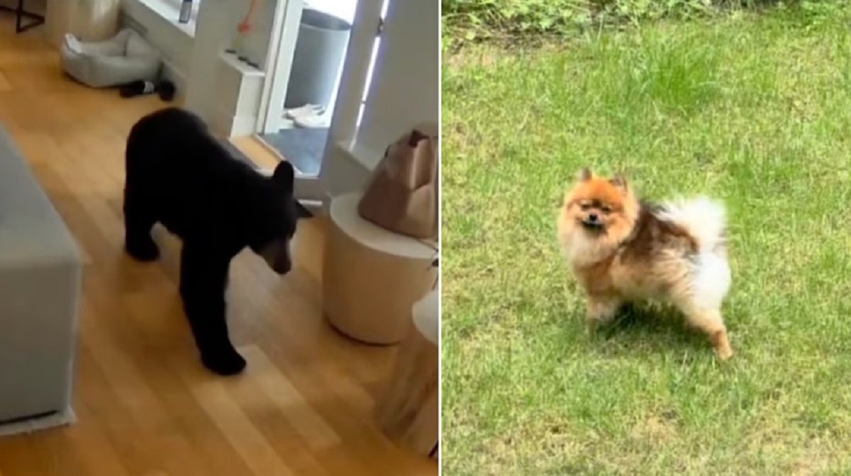 cainele a fugarit ursul