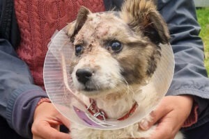 Cățelușă oarbă de la Casa lui Patrocle