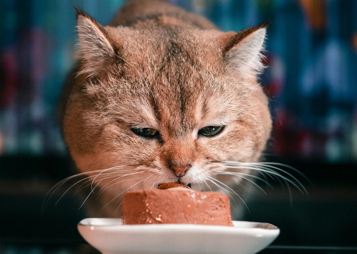 pisica mananca hrana umeda