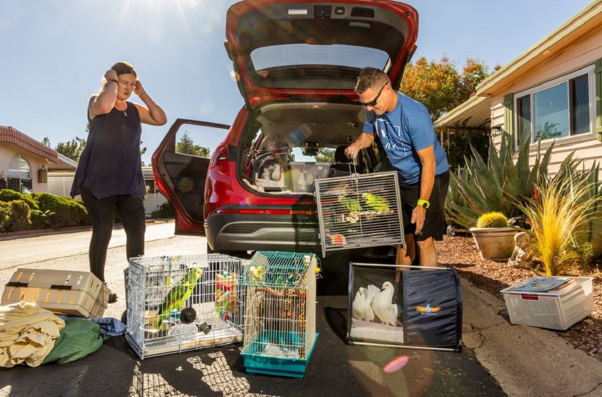 colivii cu papagali, porumbei