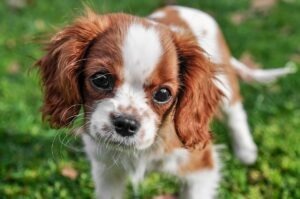 caine King Charles Spaniel
