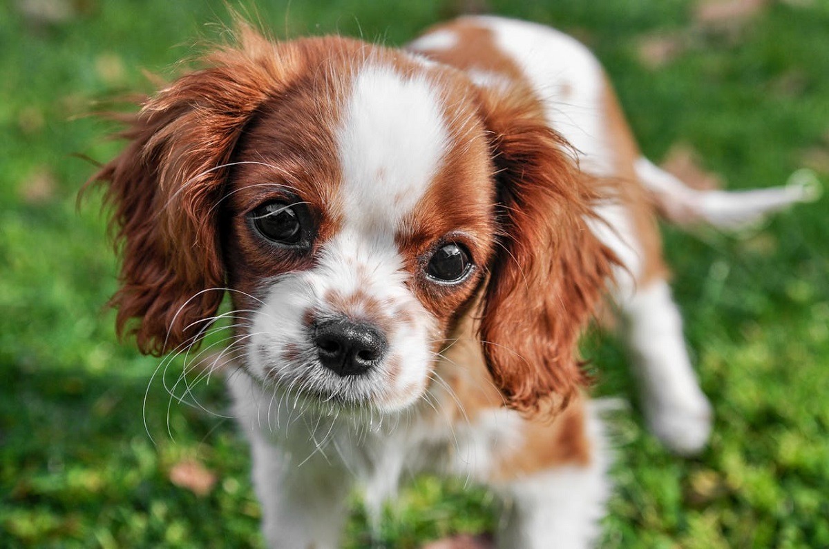 caine King Charles Spaniel