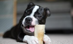 un boston terrier roade