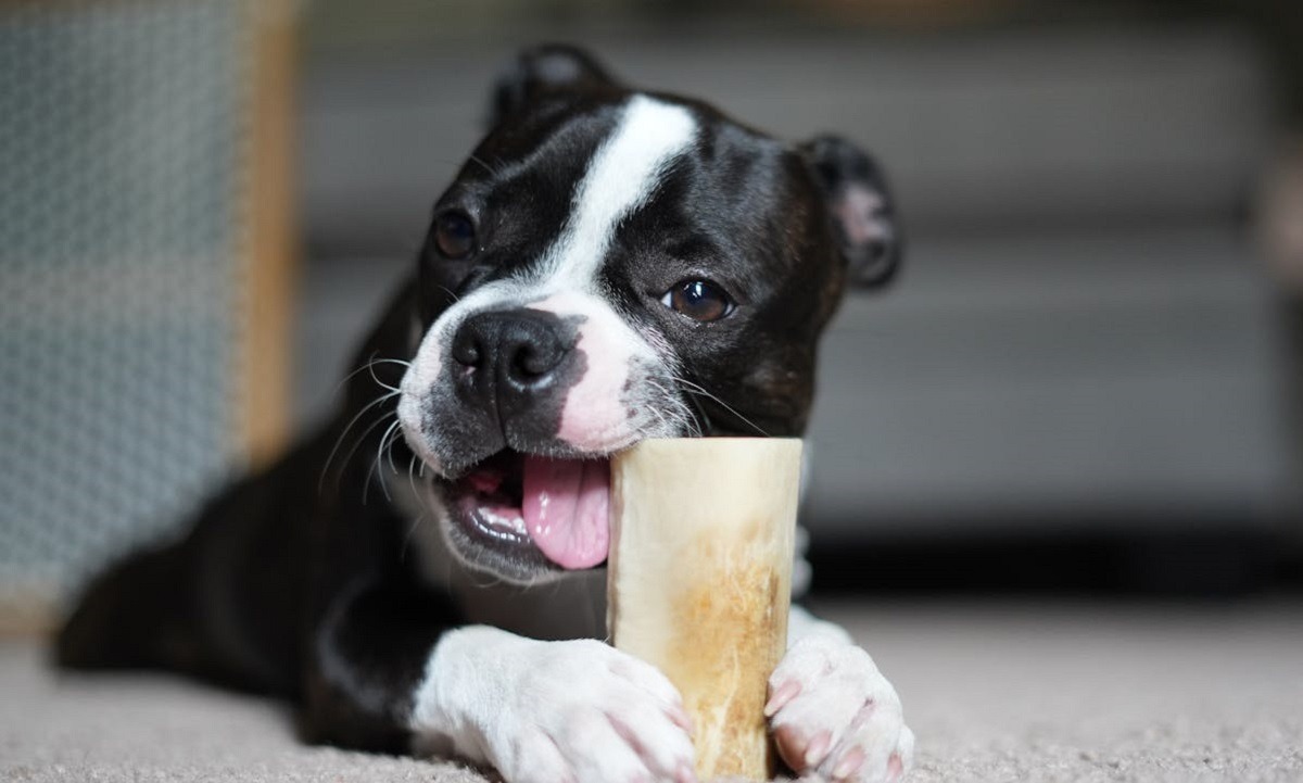 un boston terrier roade