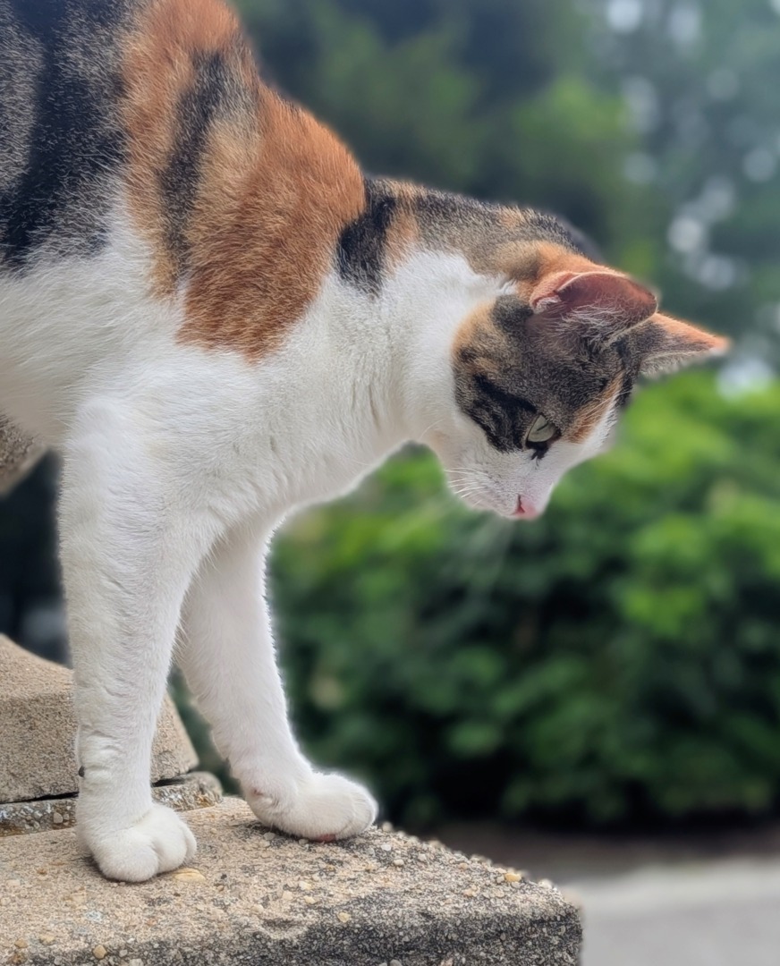 Cinco, una dintre pisicile pe care le are Martha Stewart.