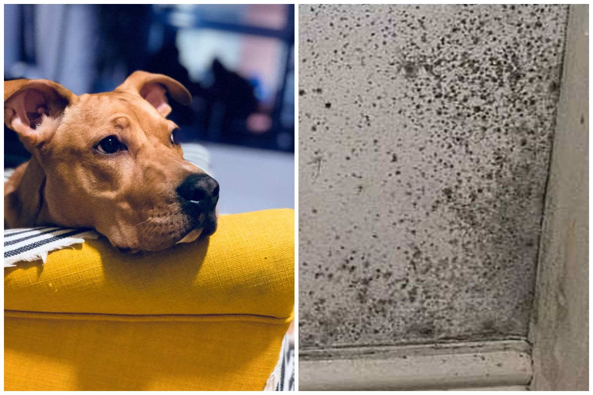 Colaj cu un caine si mucegai