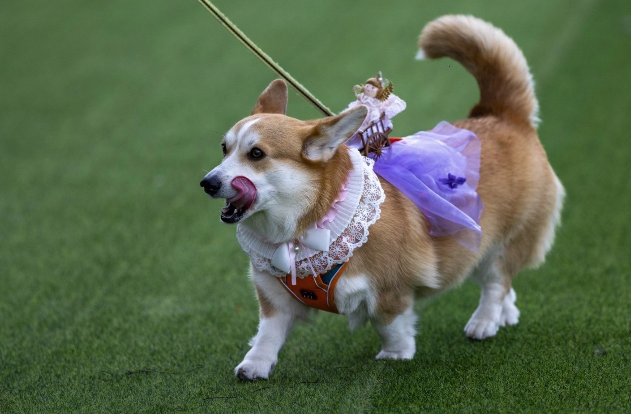 corgi imbracat in printesa