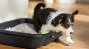 cainele iese din litiera