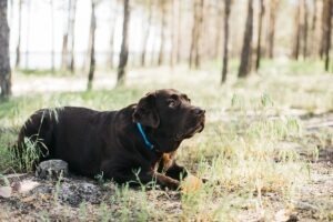 cainele singur in padure