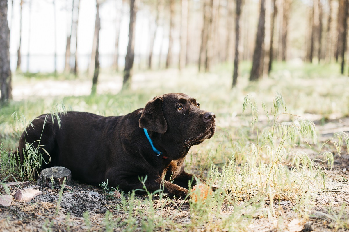 cainele singur in padure