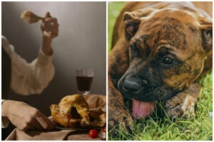 Colaj cu un câine și o friptură de pui