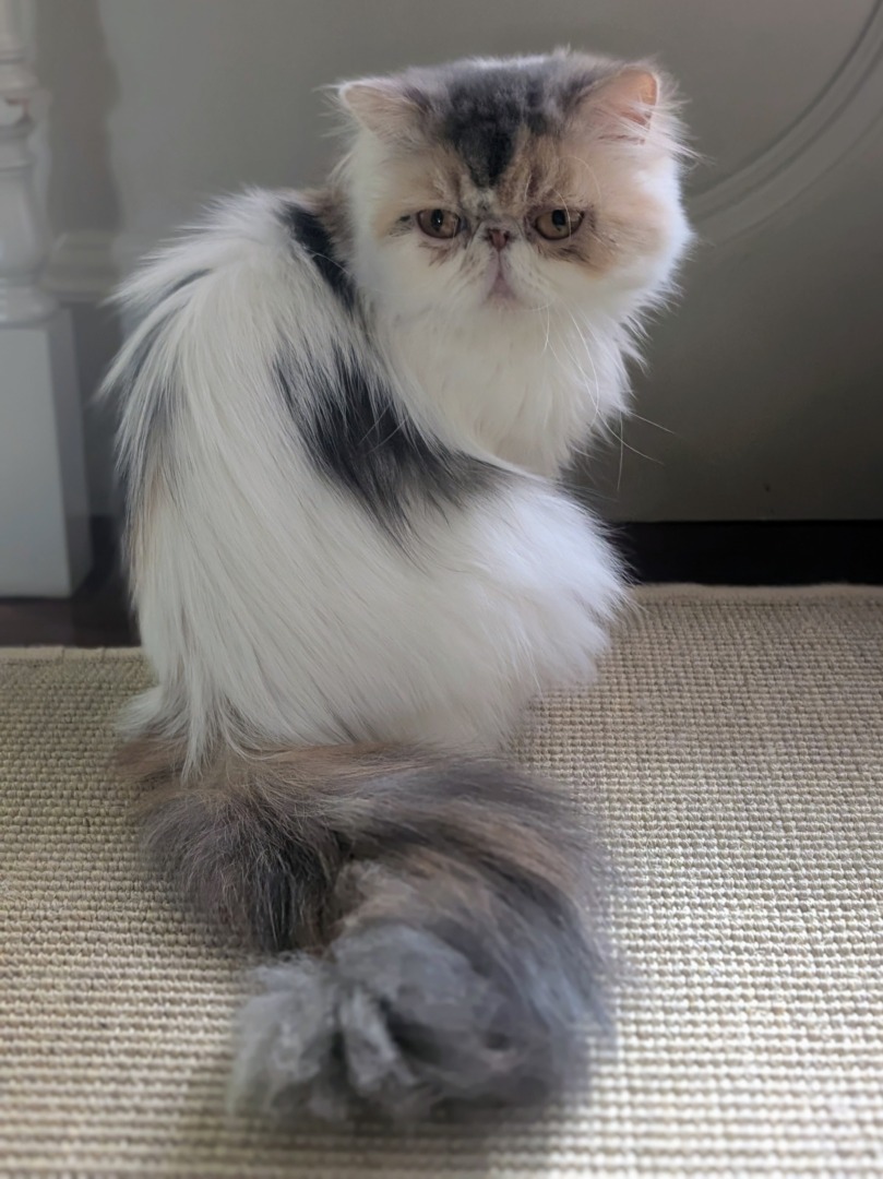 Dahlia, una dintre pisicile persane pe care le are Martha Stewart.