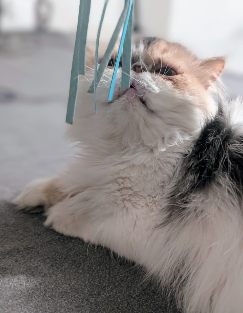 Dahlia, una dintre pisicile persane pe care le are Martha Stewart.