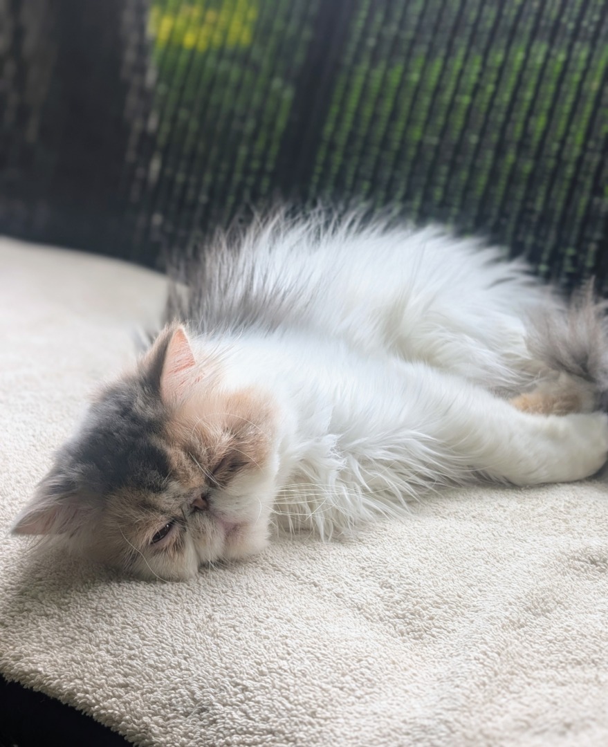 Dahlia, una dintre pisicile persane pe care le are Martha Stewart.