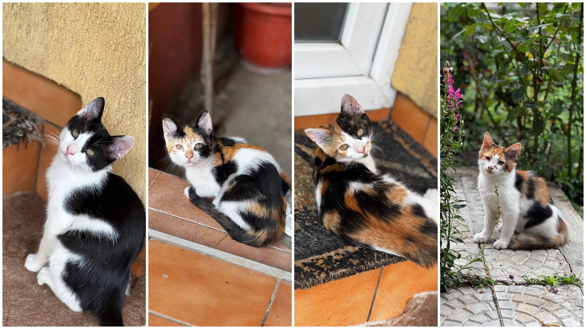 Cei 4 pui de pisică abandonați