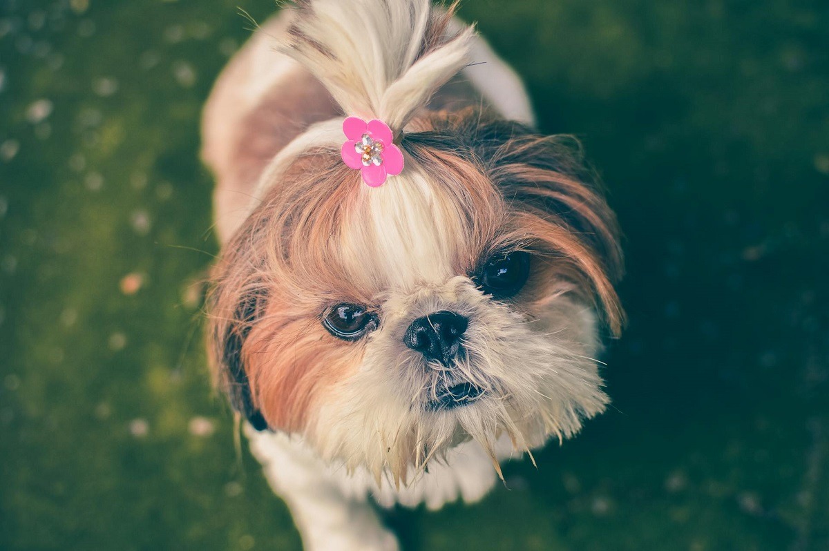 un caine Shih Tzu