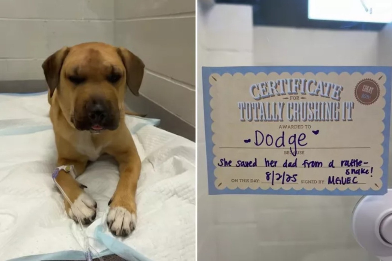 Un cățel și un certificat de animal-erou