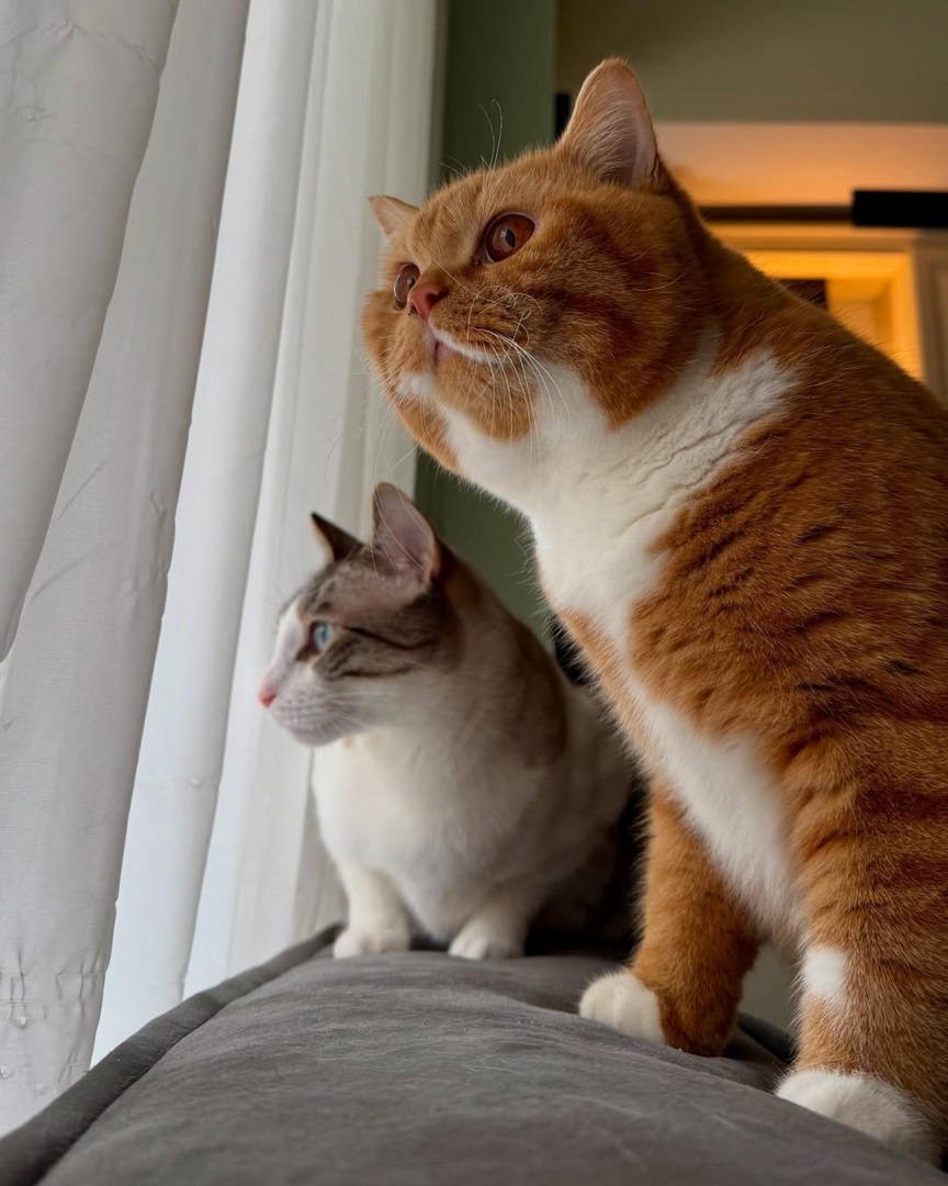 downloadgram.org_487781438_18497228434047746_4958523591791568474_n