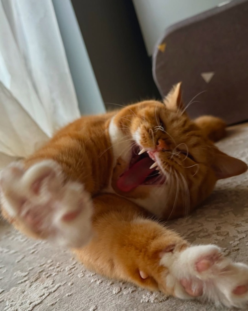 downloadgram.org_487849882_18497228449047746_8364386626857619711_n