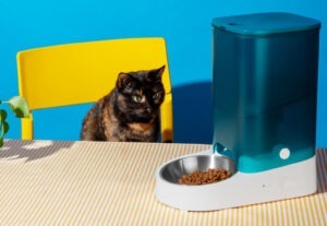 Pisică așezată pe scaun, la masă, lângă un dozator cu hrană