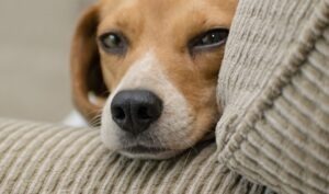 cainele sta pe canapea