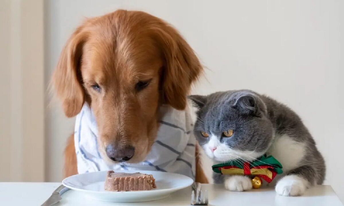 Un câine și o pisică stau la masă și mănâncă