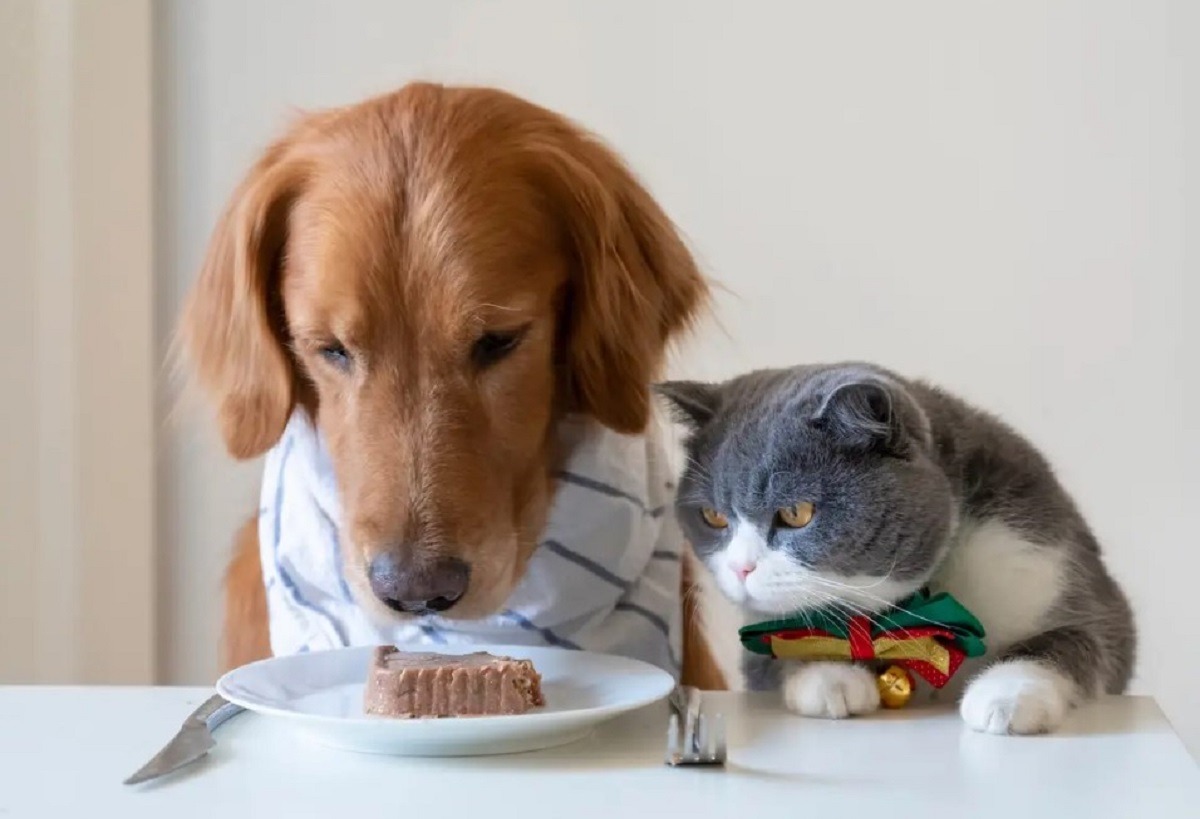 cainele si pisica la masa