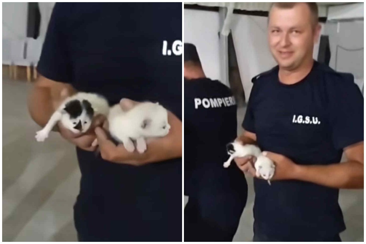 Colaj cu pompierii și puii de pisică