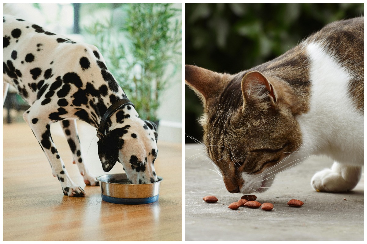 Colaj cu o pisica si un catel mancand