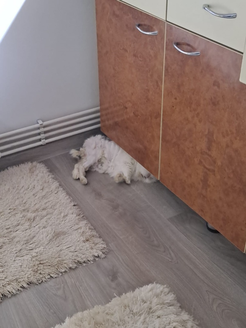 f01785af-39f4-432c-8baa-c922a99ba646