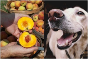 Colaj cu un câine și piersici
