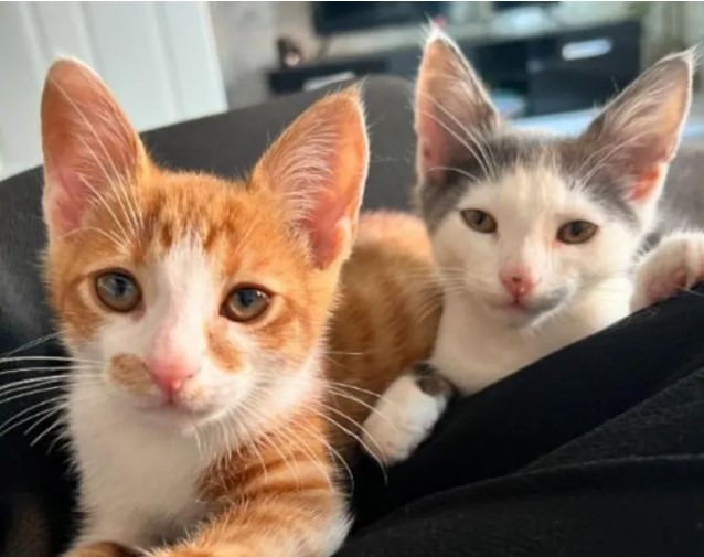 doi pisoi adoptati impreuna