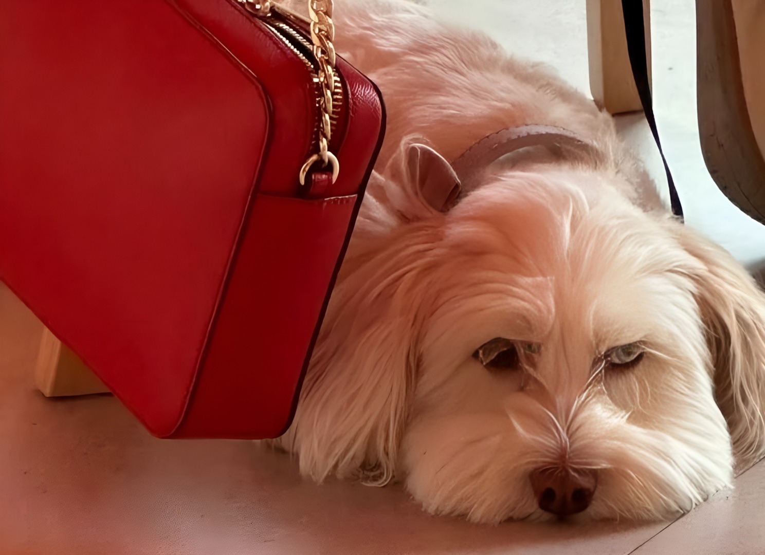 Cățel așezat lângă o geantă