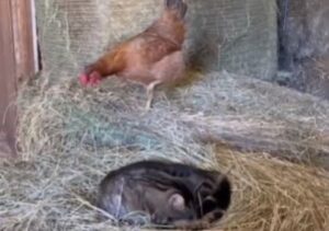 O găină și o pisică stau pe un balot de paie