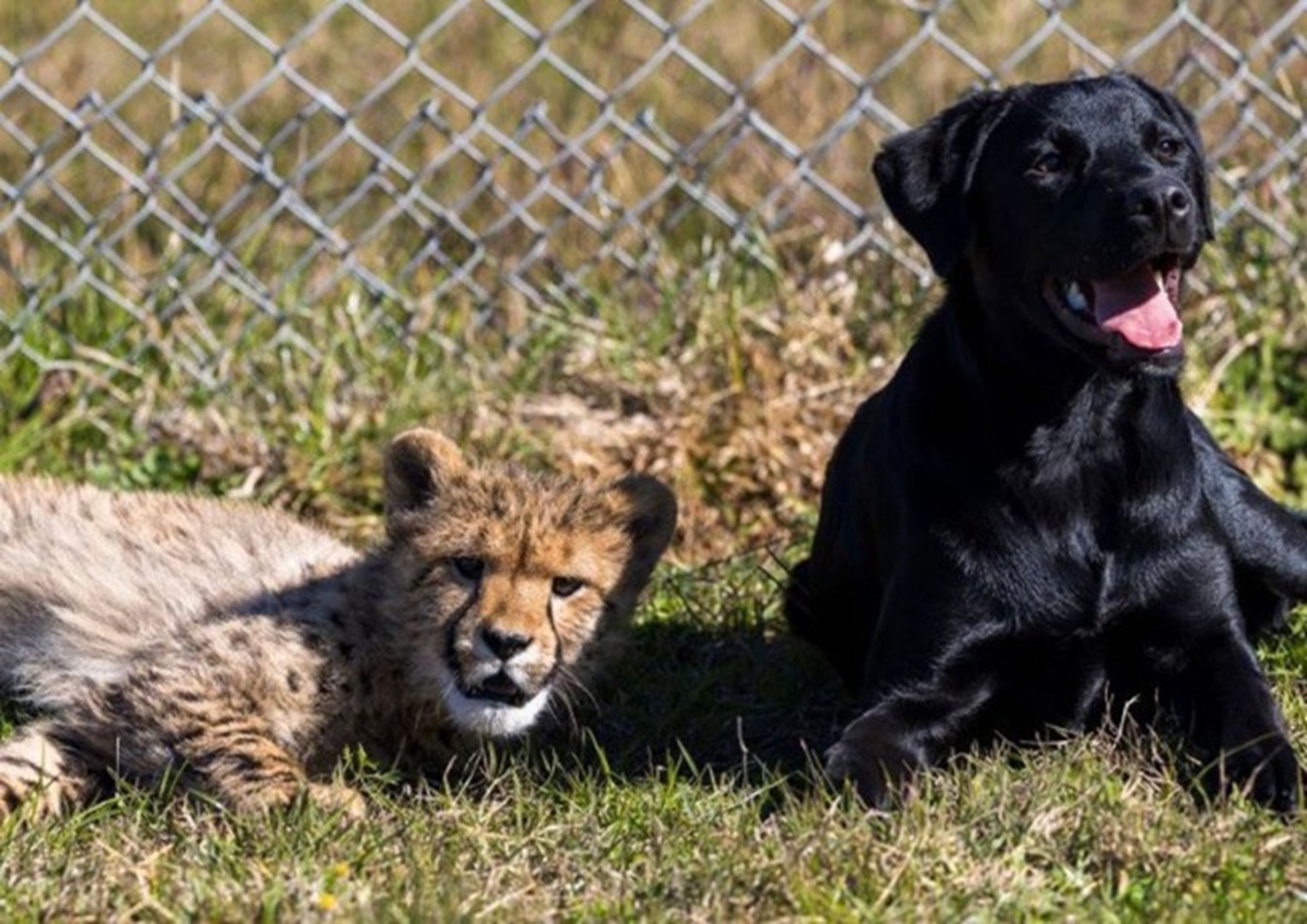 Un ghepart și un câine Labrador așezați în iarbă
