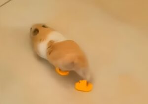 Hamster cu papuci