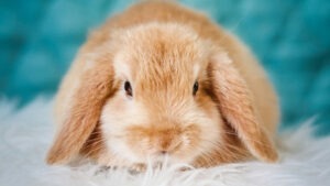 Un iepuraș pufos stă pe un pat.