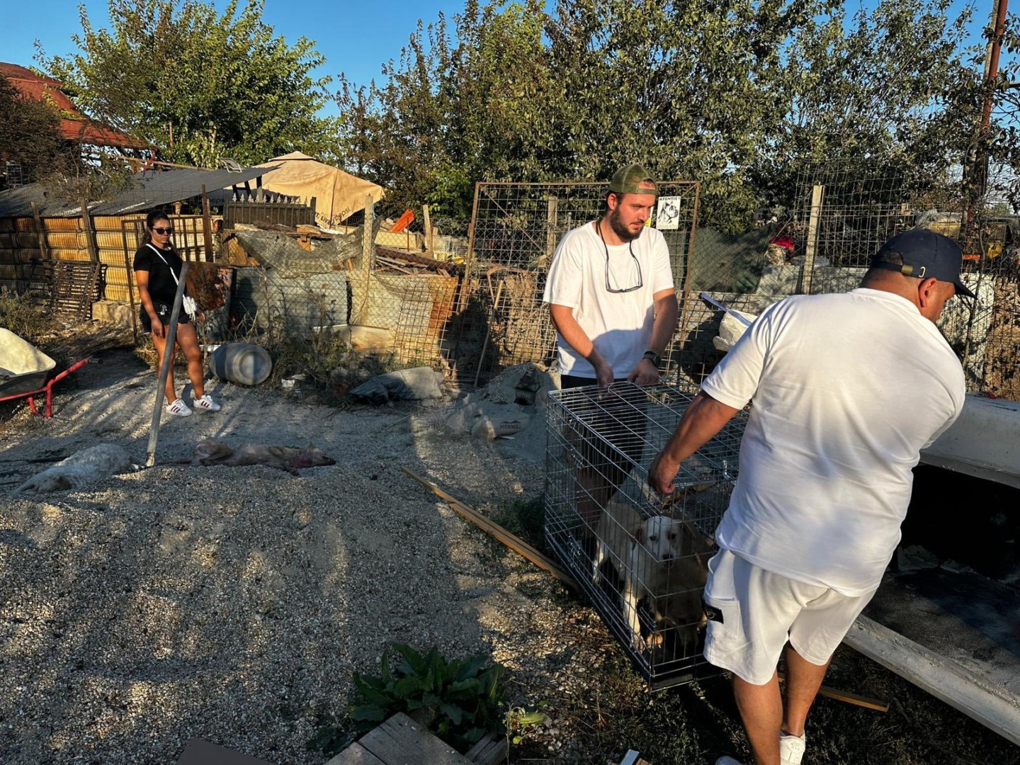 Doi bărbați cară o cușcă în care se află animale