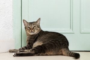 pisica sta in dreptul usii