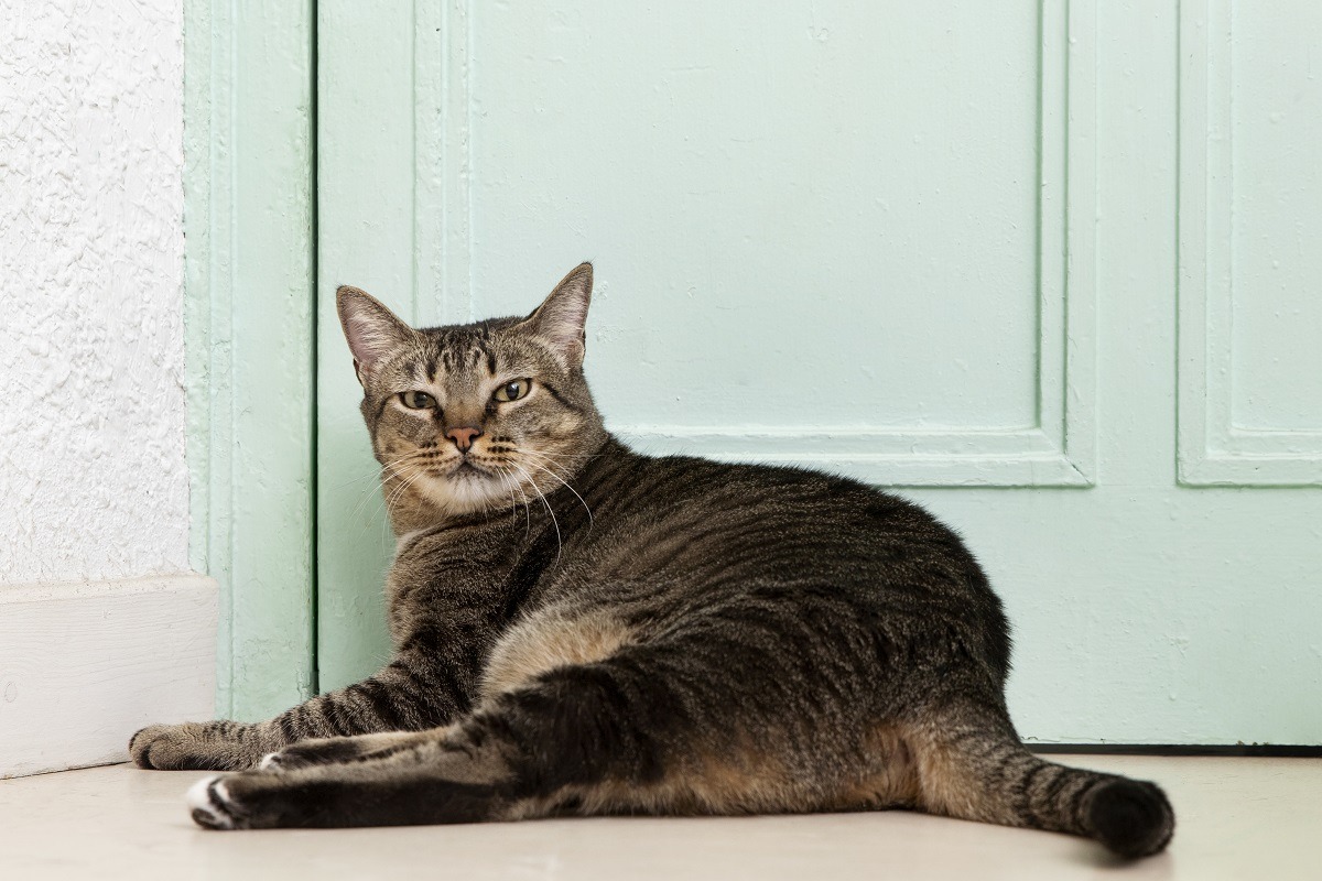 pisica sta in dreptul usii