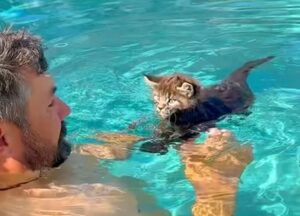 Un pui de pisică înoată în piscină alături de stăpânul ei