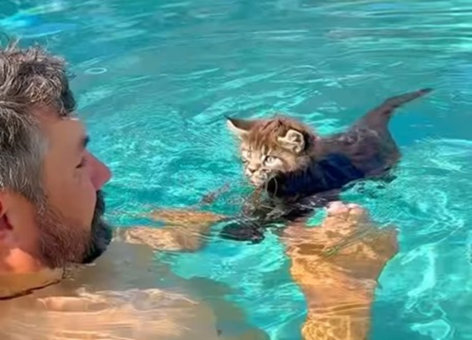 Un pui de pisică înoată în piscină alături de stăpânul ei