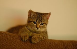 pisica sta cocotata pe canapea