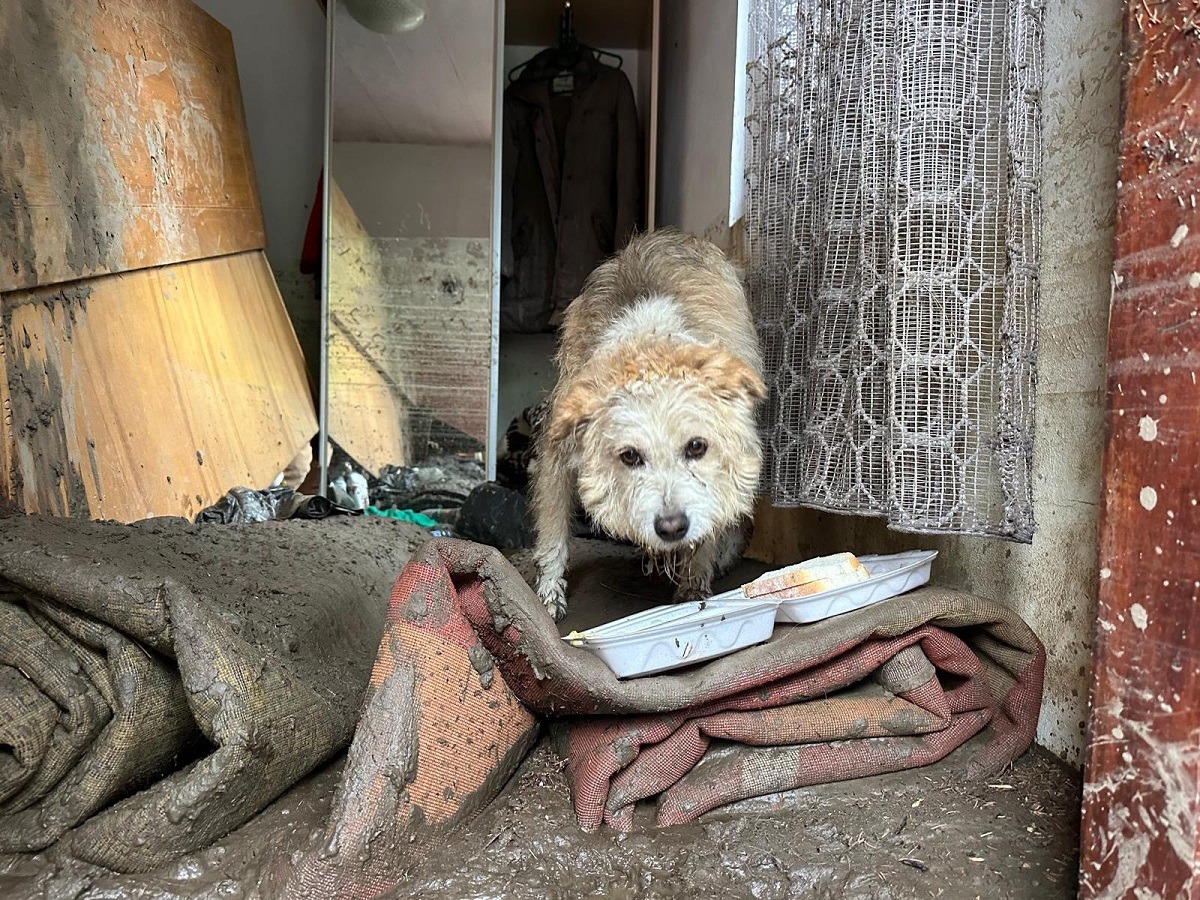 cainele Labus din Brosteni