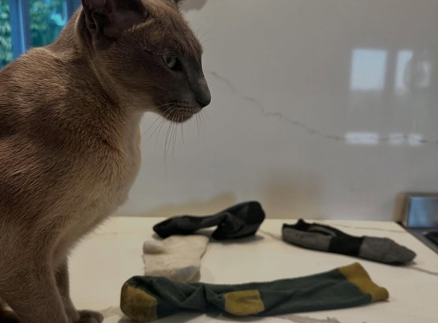 Pisică în fața unor șosete