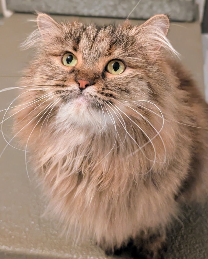 Lilium, una dintre pisicile persane pe care le are Martha Stewart.