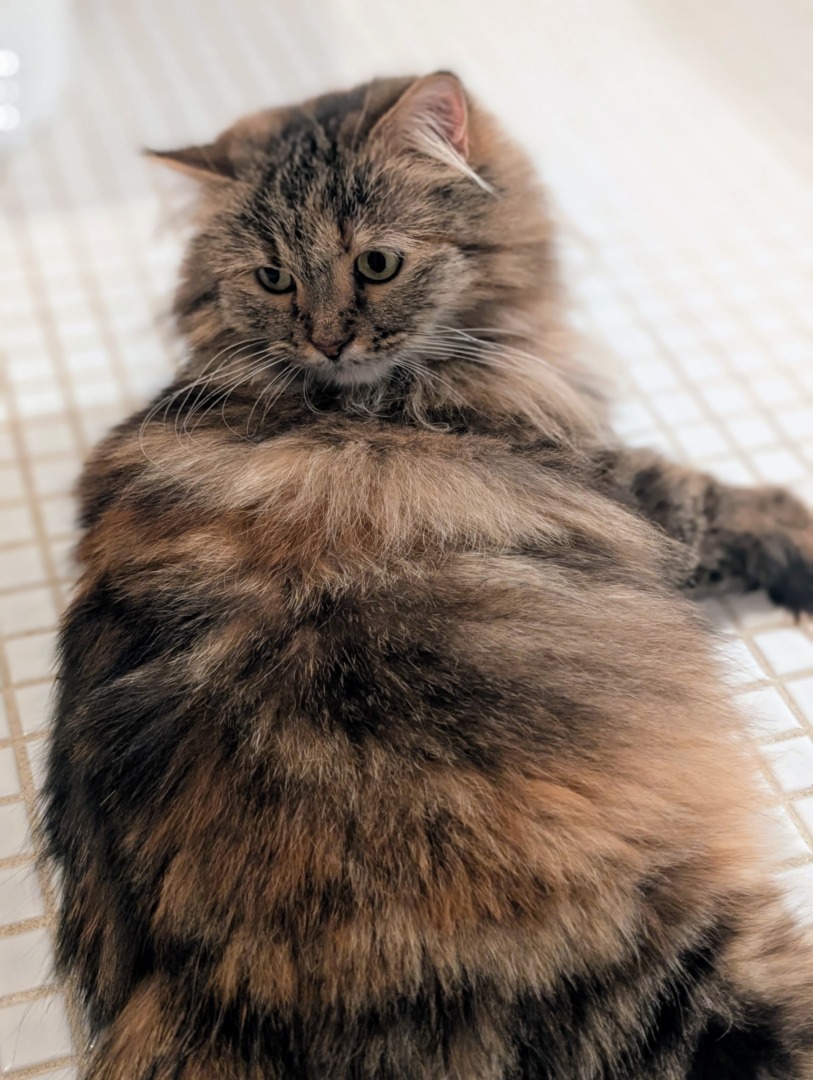 Lilium, una dintre pisicile persane pe care le are Martha Stewart.